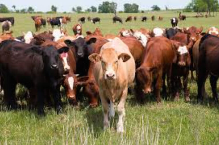 livestock